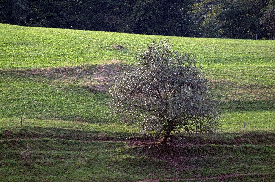 6. september 12 - foto povečava