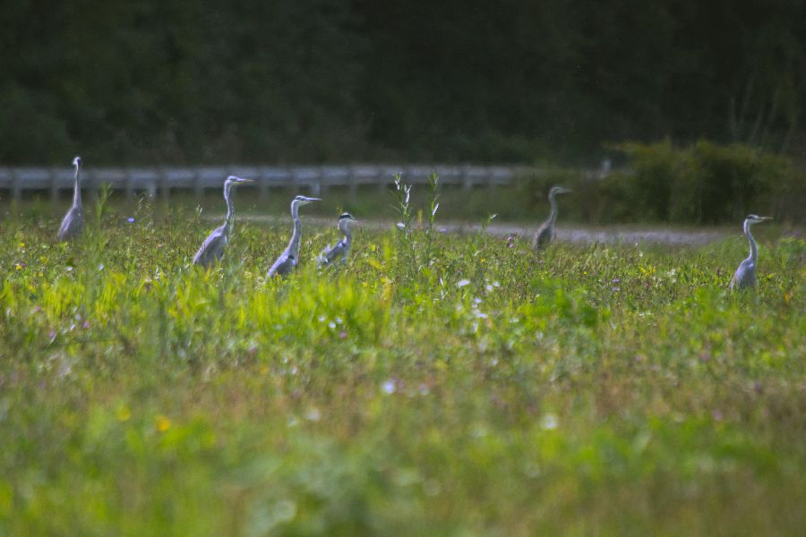 27. september 12 - foto povečava