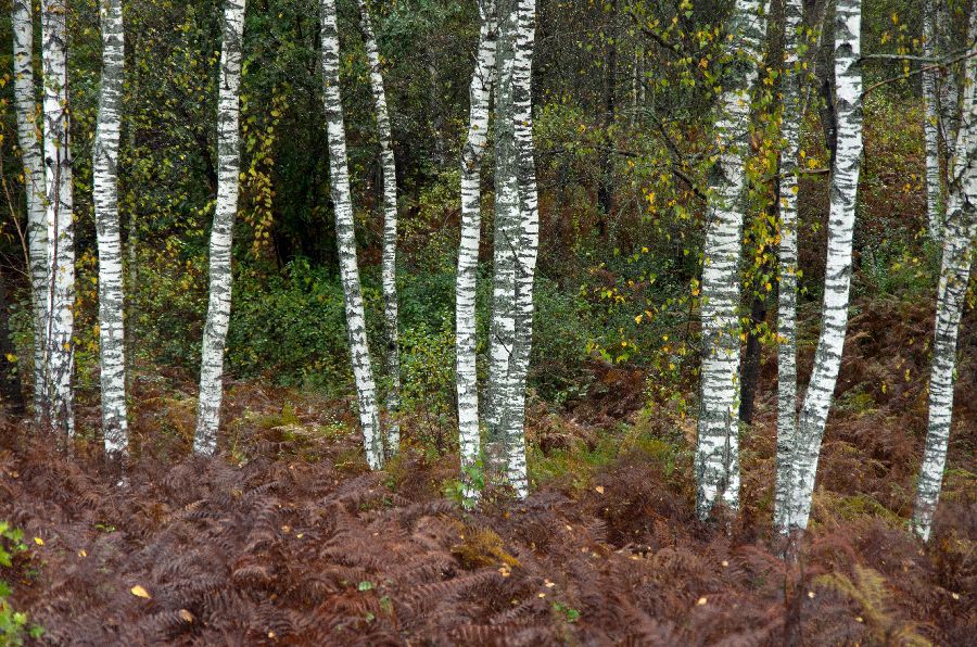 16. oktober 12 - foto povečava