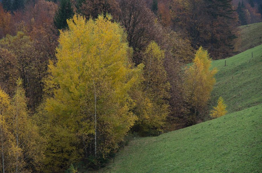 10. november 12 - foto povečava