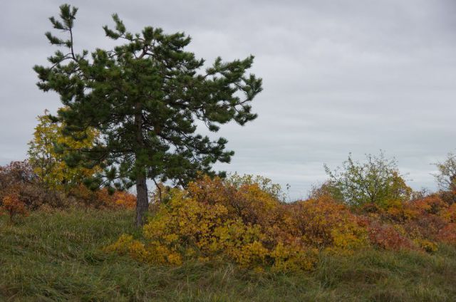 12. november 12 - foto