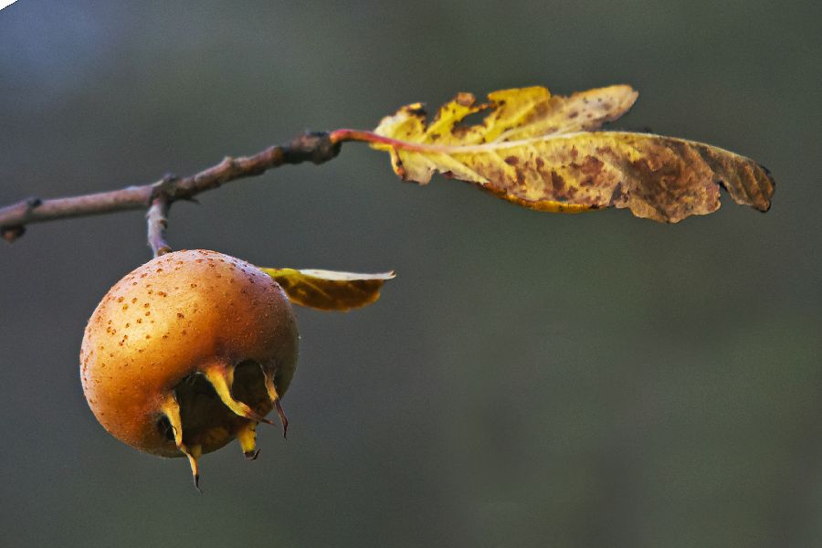 25. niovember 12 - foto povečava