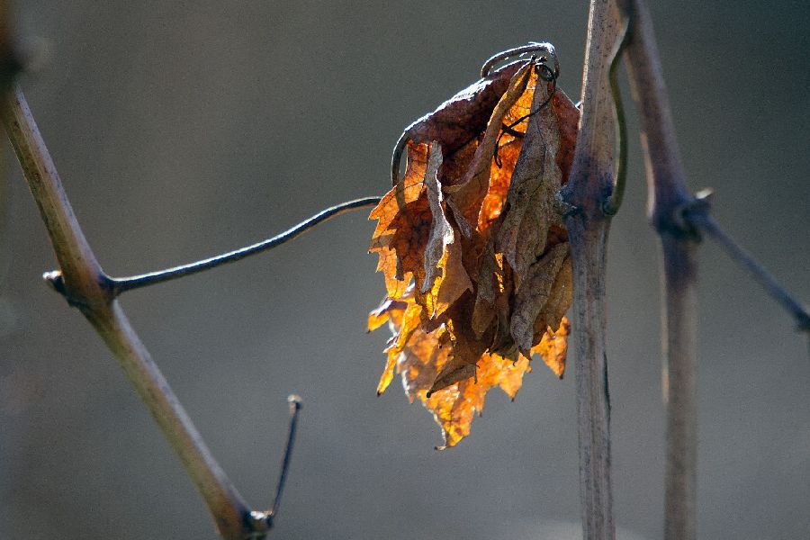 24. december 12 - foto povečava