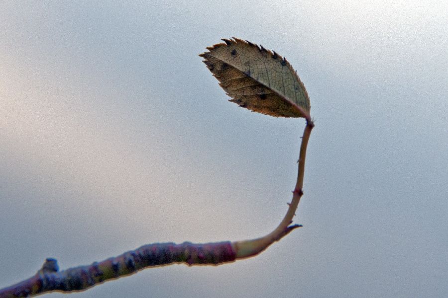 1. januar 13 - foto povečava