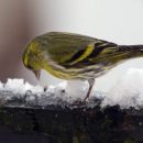 12. februar 13