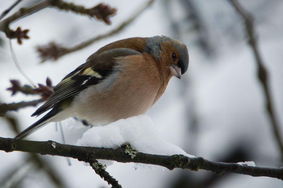 12. februar 13 - foto povečava