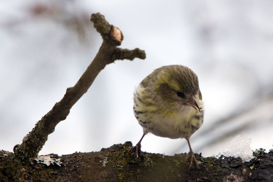 23. februar 13 - foto povečava