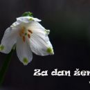 za 8. marec