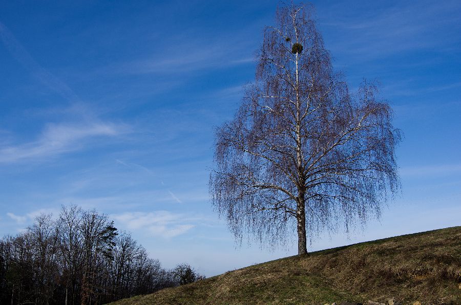 20. marec 13 - foto povečava