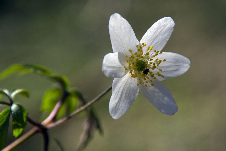 10. april 13 - foto povečava