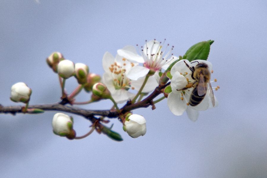 14. april 13 - foto povečava