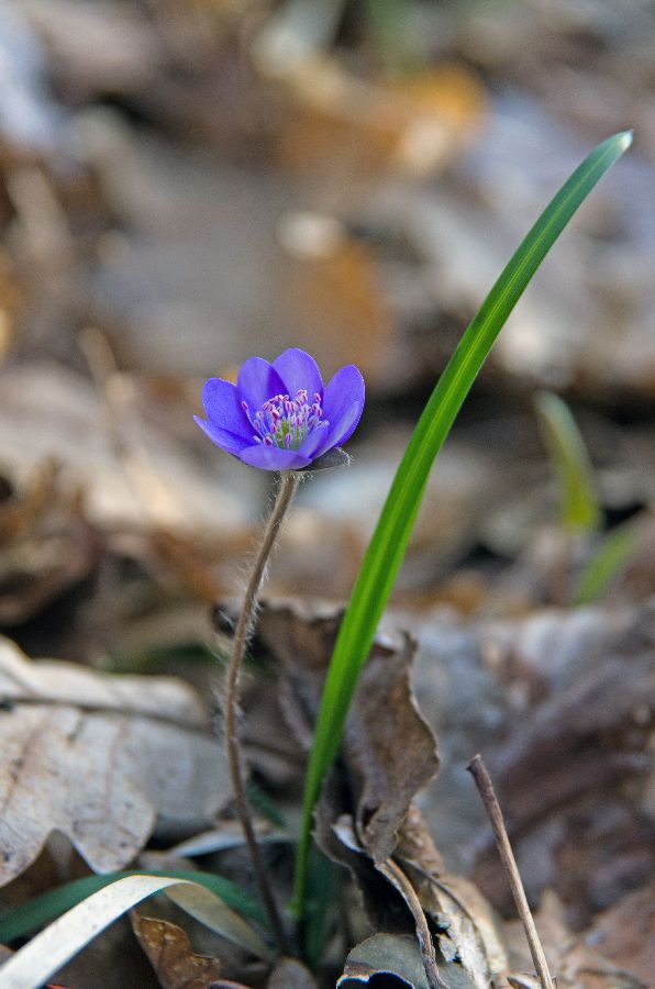 16. april 13 - foto povečava