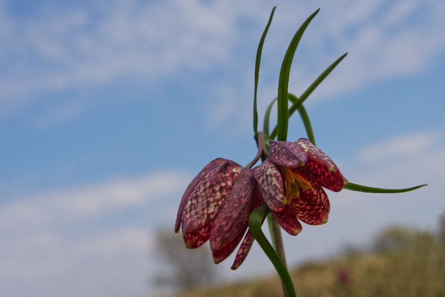 16. april 13 - foto povečava