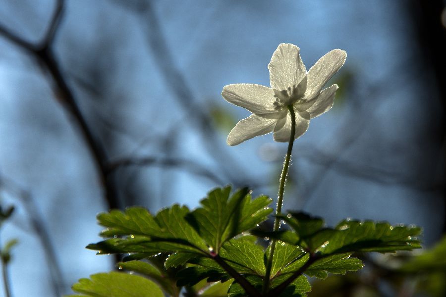 18. april 13 - foto povečava