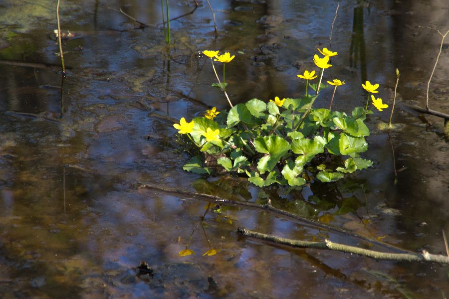 19. april 13 - foto povečava