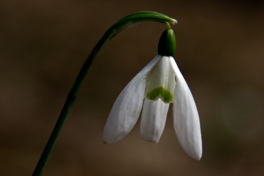 20. april 13 - foto povečava