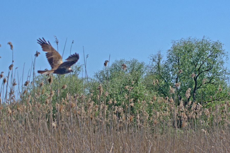 1. maj 13 - foto povečava