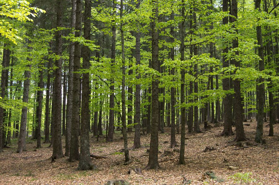 20. maj 13 - foto povečava