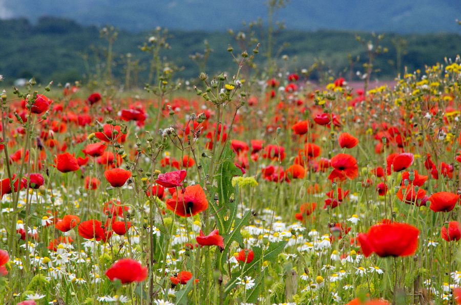 23. maj 13 mak - foto povečava