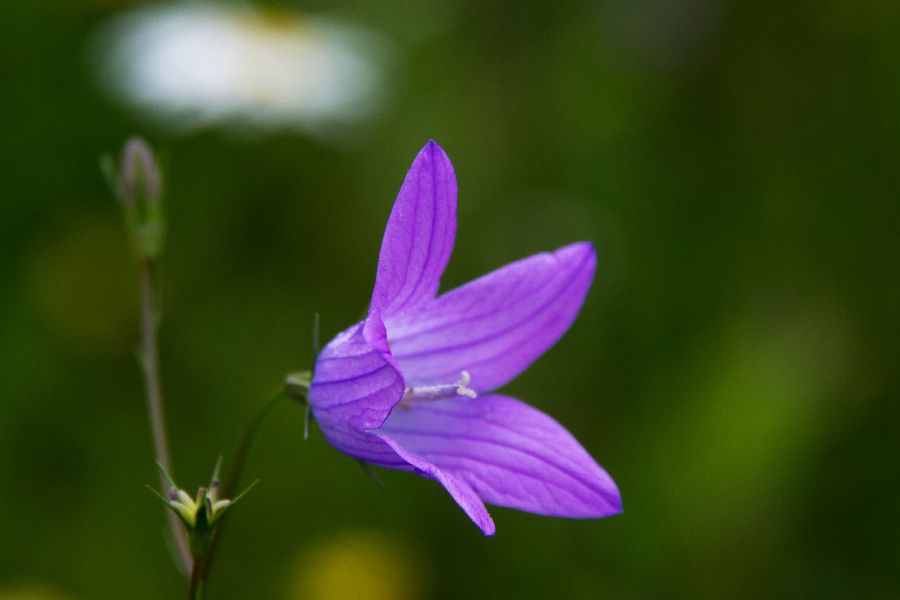 29. maj 13 - foto povečava