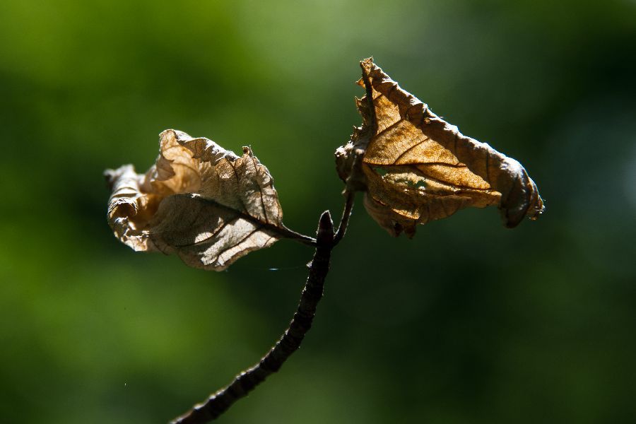 29. maj 13 - foto povečava