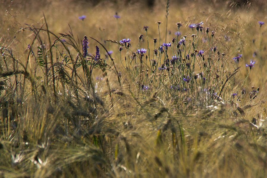 29. junij 13 popoldan - foto povečava