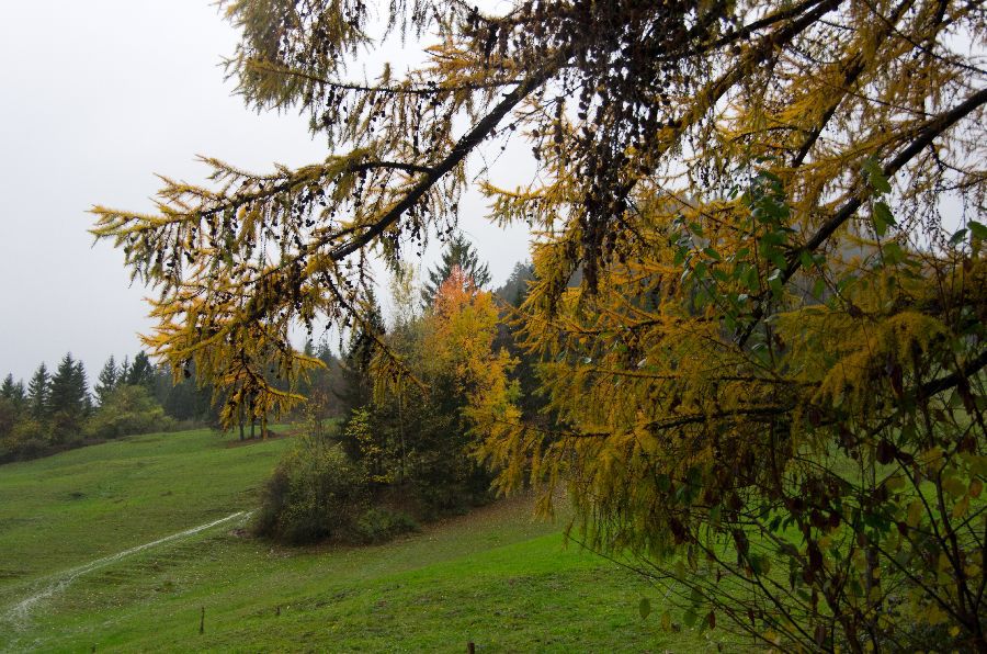 9. november 13 - foto povečava