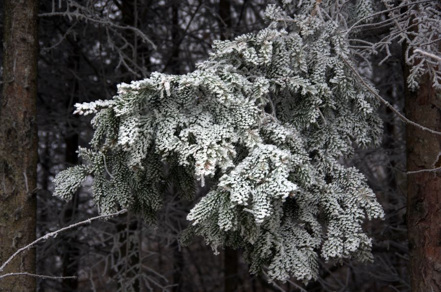 16. december 13 - foto povečava