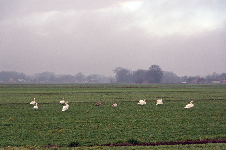 6. januar 14 - foto povečava