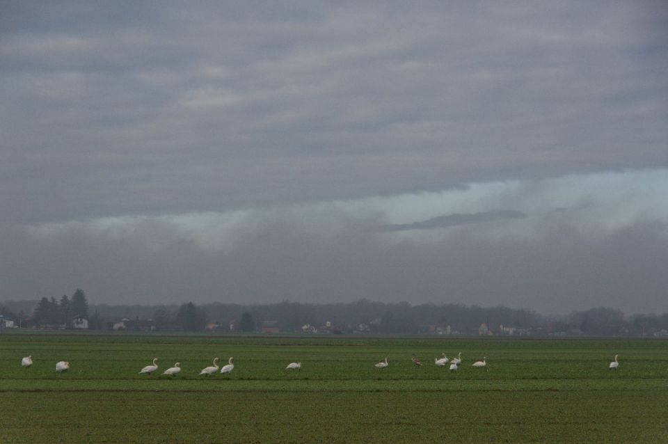 6. januar 14 - foto povečava