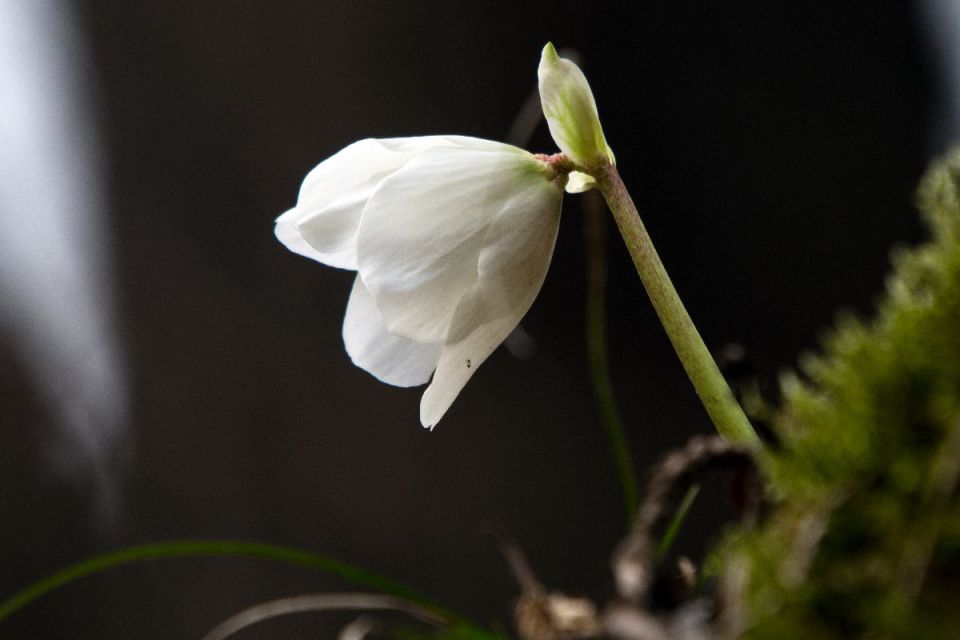 11. januar 14 - foto povečava