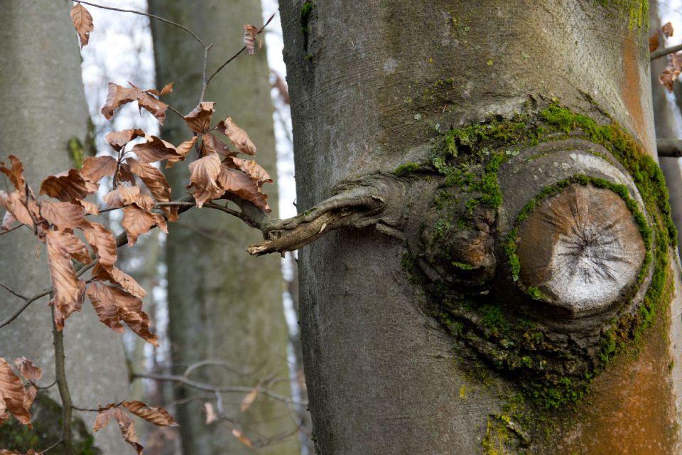 15. januar 14 - foto povečava