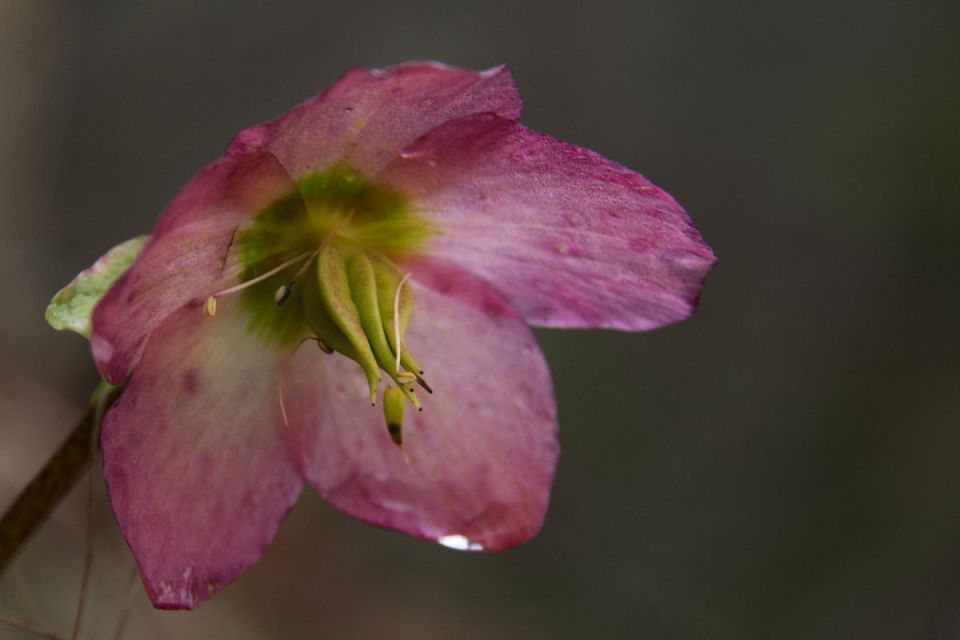 10. februar 14 - foto povečava