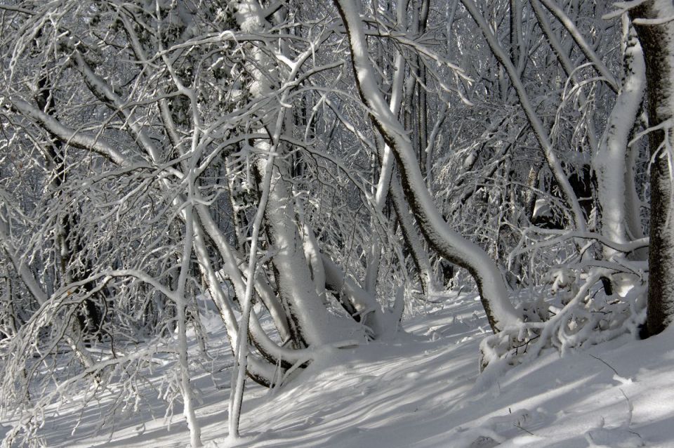 13. februar 14 - foto povečava