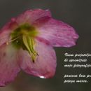 21. februar 14