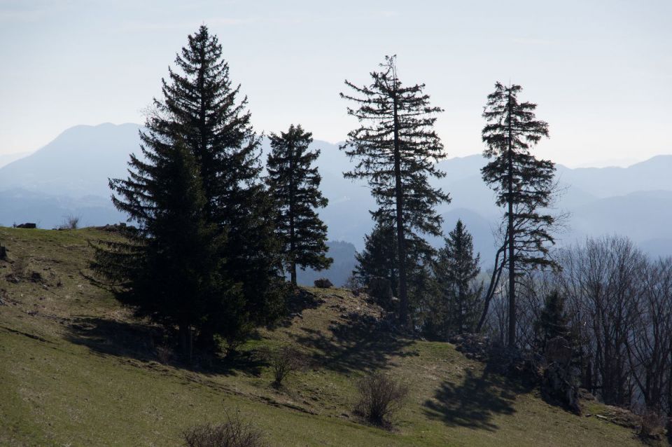 20. marec 14 - foto povečava