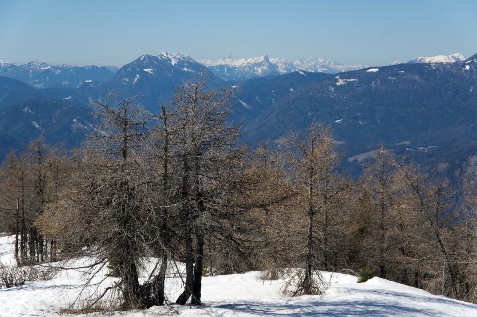 20. marec 14 - foto povečava