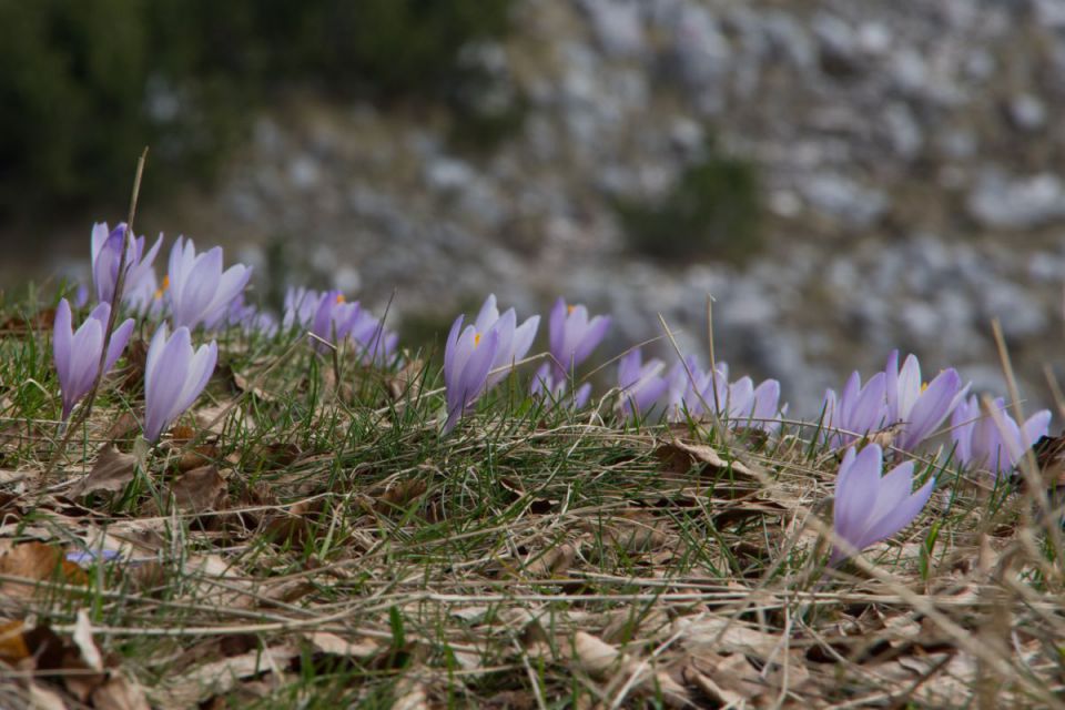 2. april 14 - foto povečava