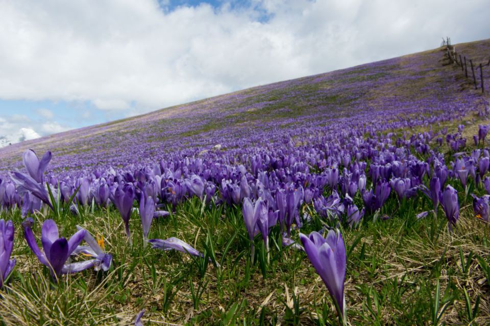 10. april 14 - foto povečava