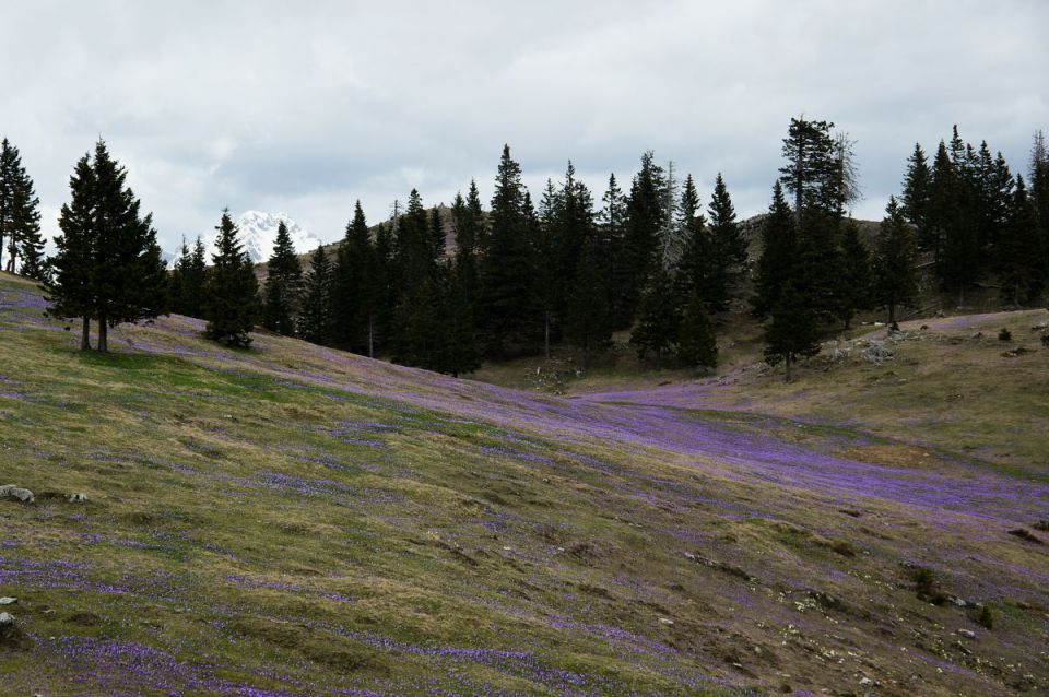 10. april 14 - foto povečava