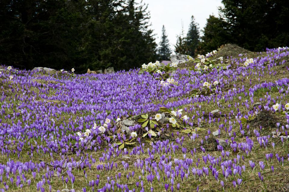 10. april 14 - foto povečava