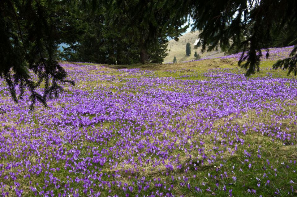 10. april 14 - foto povečava