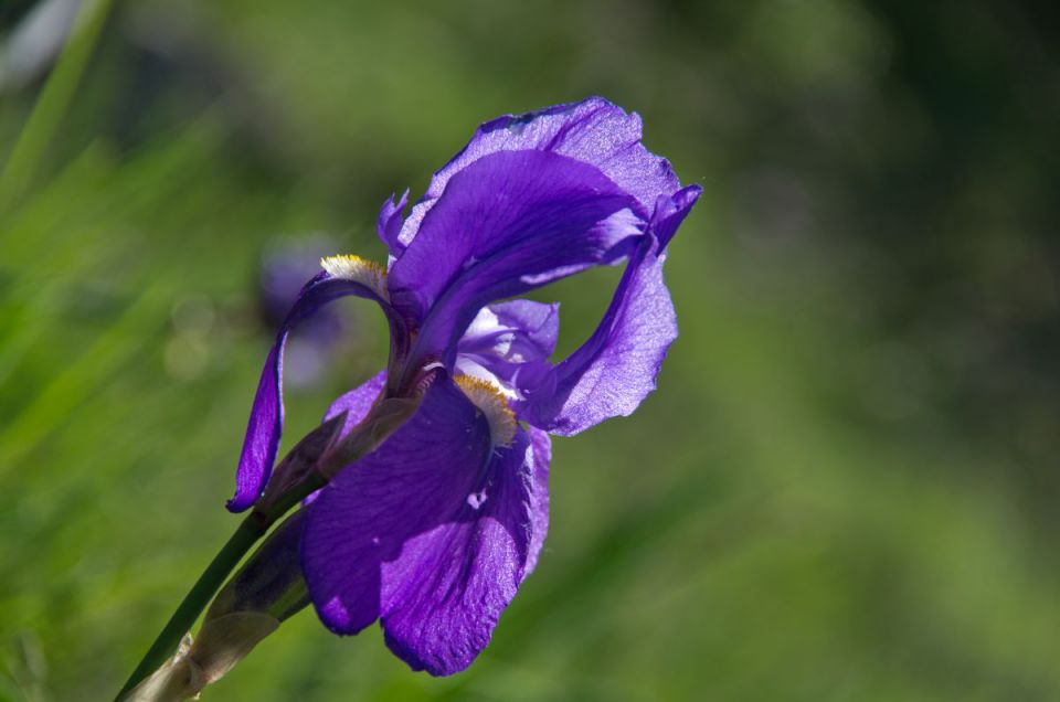 5. maj 14 - foto povečava