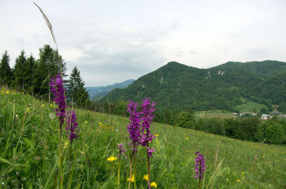 11. maj 14 - foto povečava