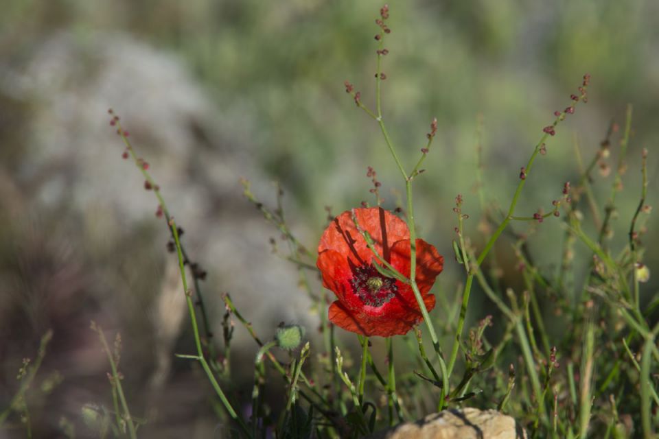 24. maj 14 - foto povečava