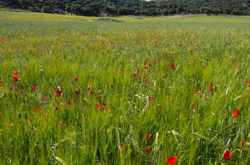 24. maj 14 - foto povečava