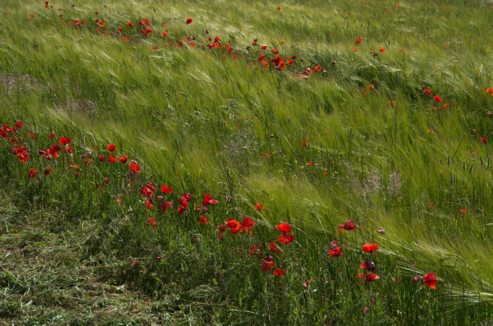 24. maj 14 - foto povečava