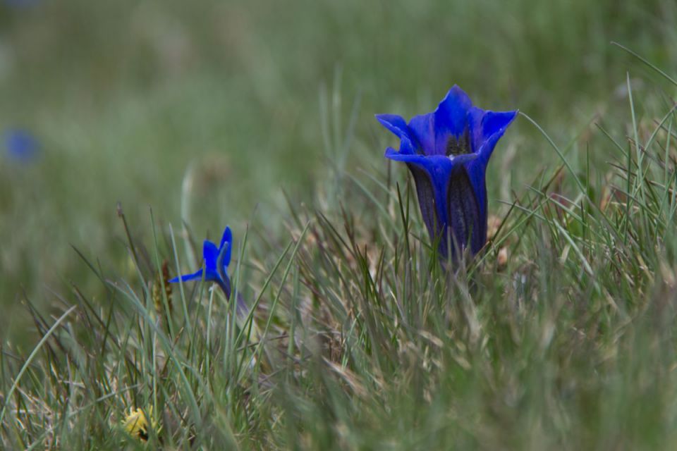 27. maj 14 - foto povečava