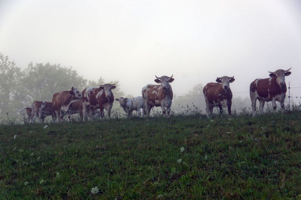 3. julij 14 - foto povečava