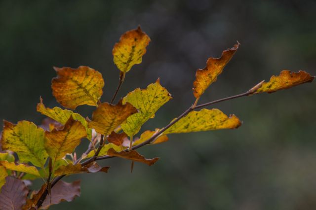 6. oktober 14 - foto